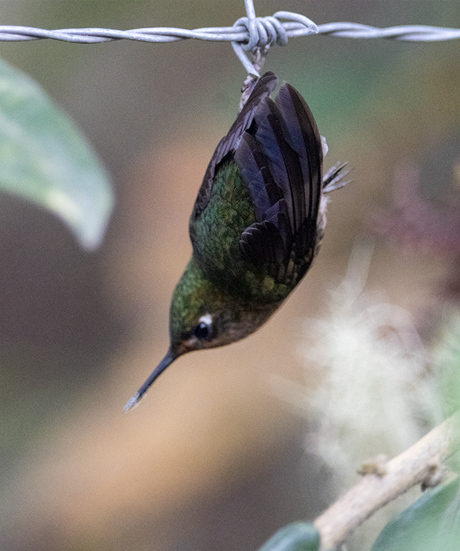 kolibřík dřišťálový - ML640120550