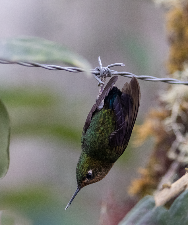 kolibřík dřišťálový - ML640120551