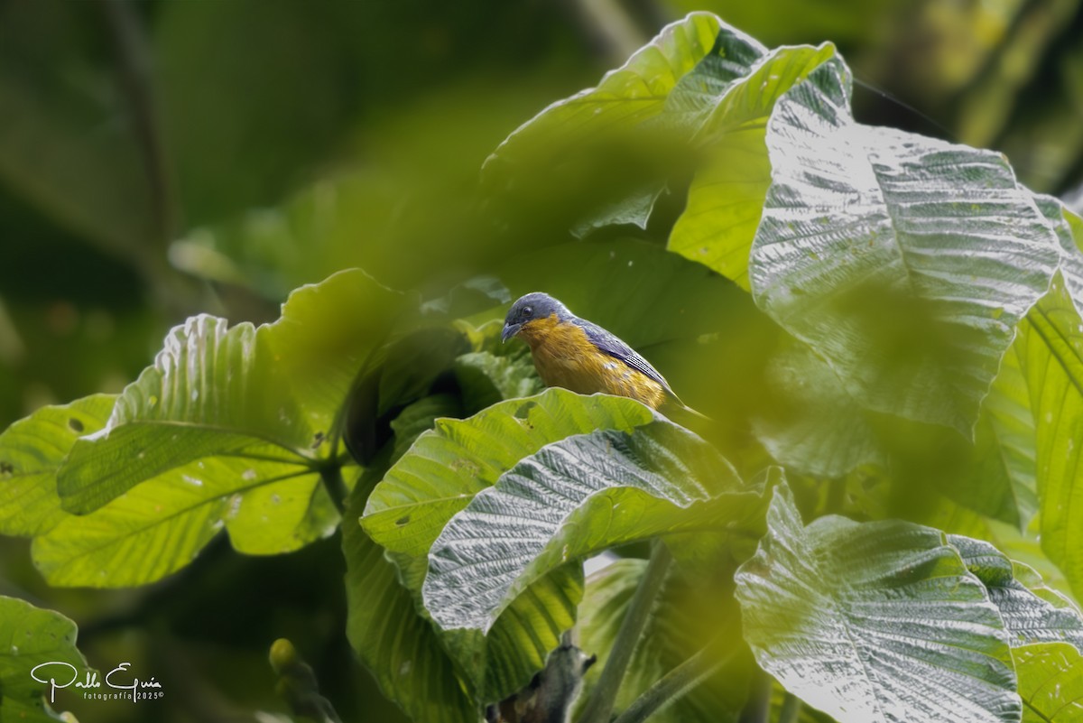 Rufous-crested Tanager - ML640120610