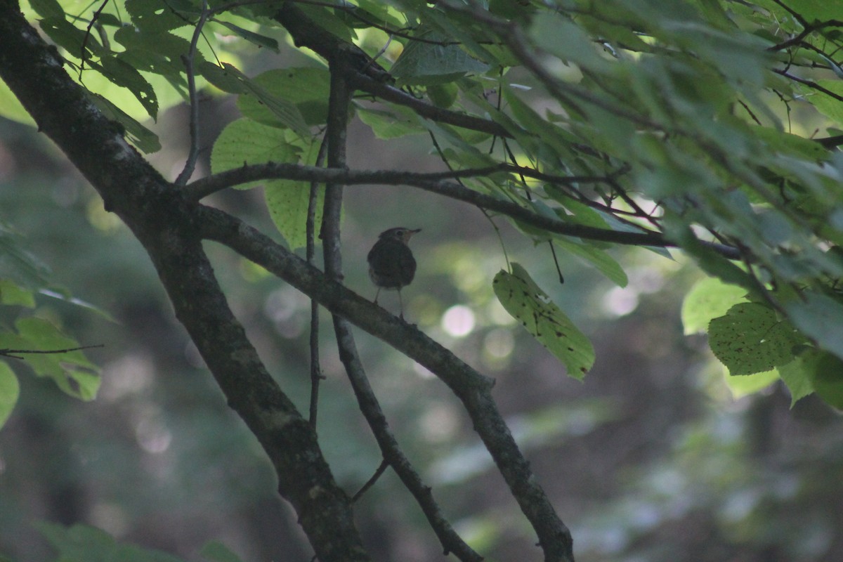 Swainson's Thrush - ML640120613