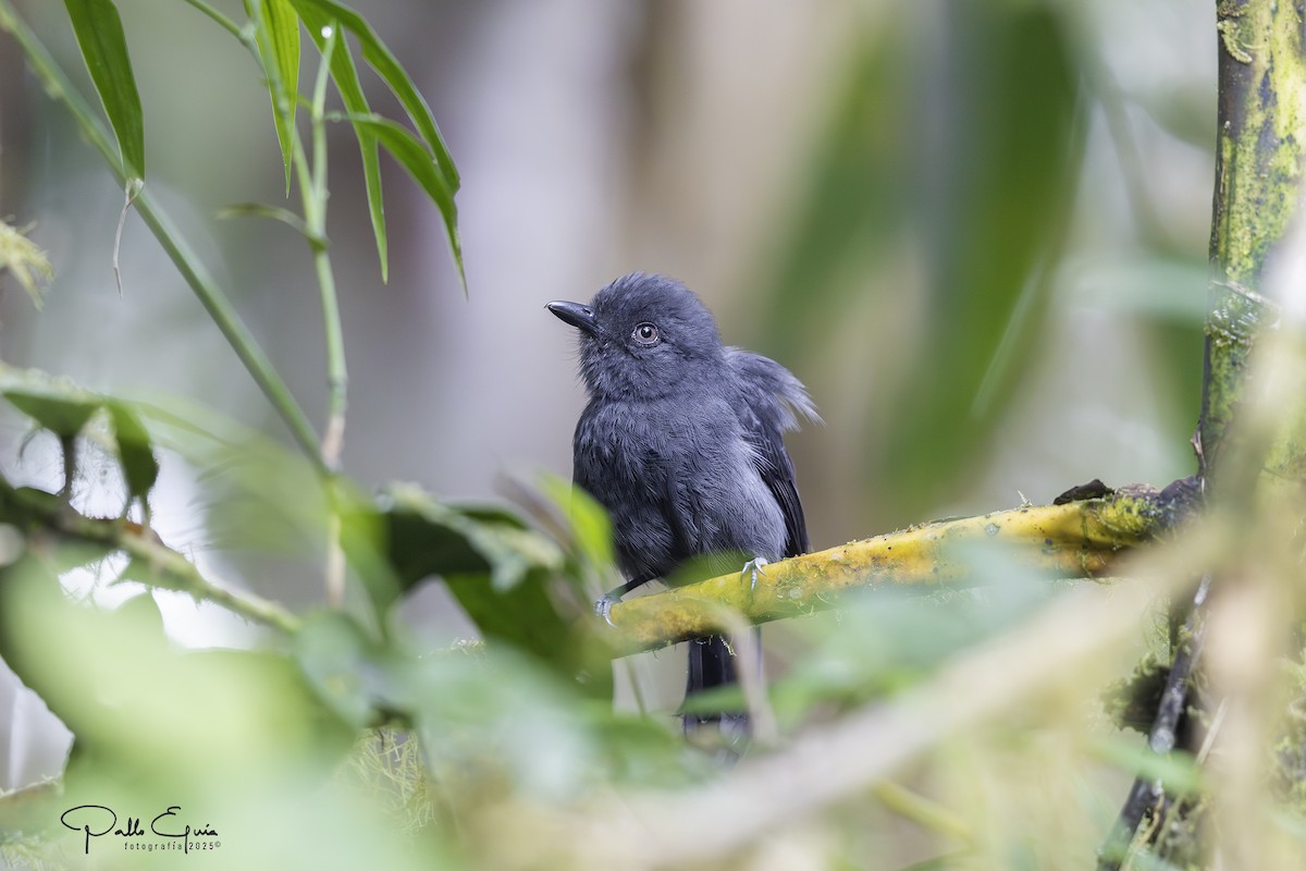 Uniform Antshrike - ML640120644