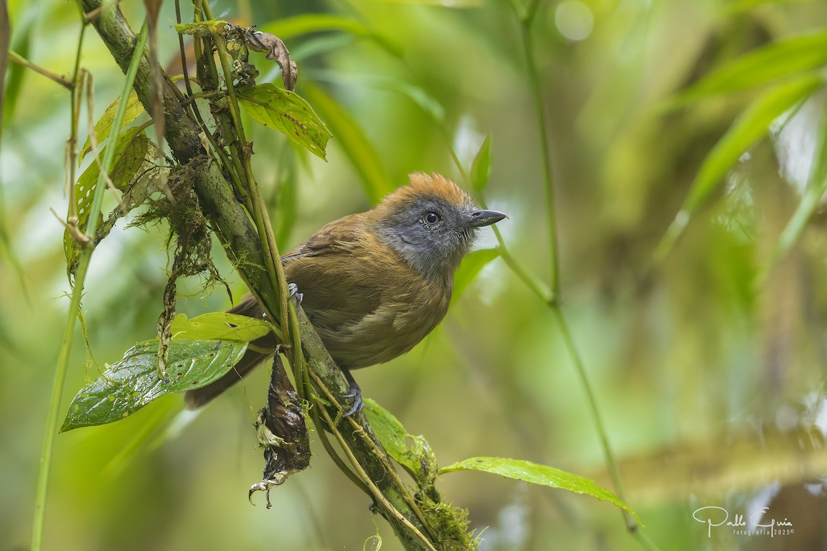 Uniform Antshrike - ML640120645
