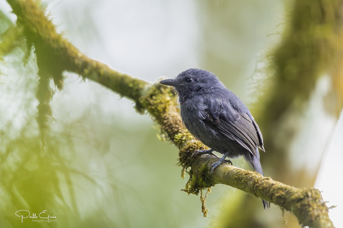 Uniform Antshrike - ML640120646