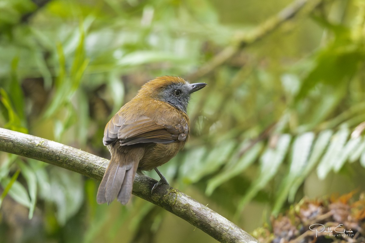 Uniform Antshrike - ML640120647