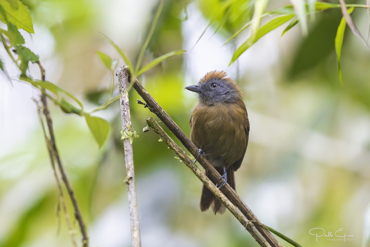 Uniform Antshrike - ML640120648