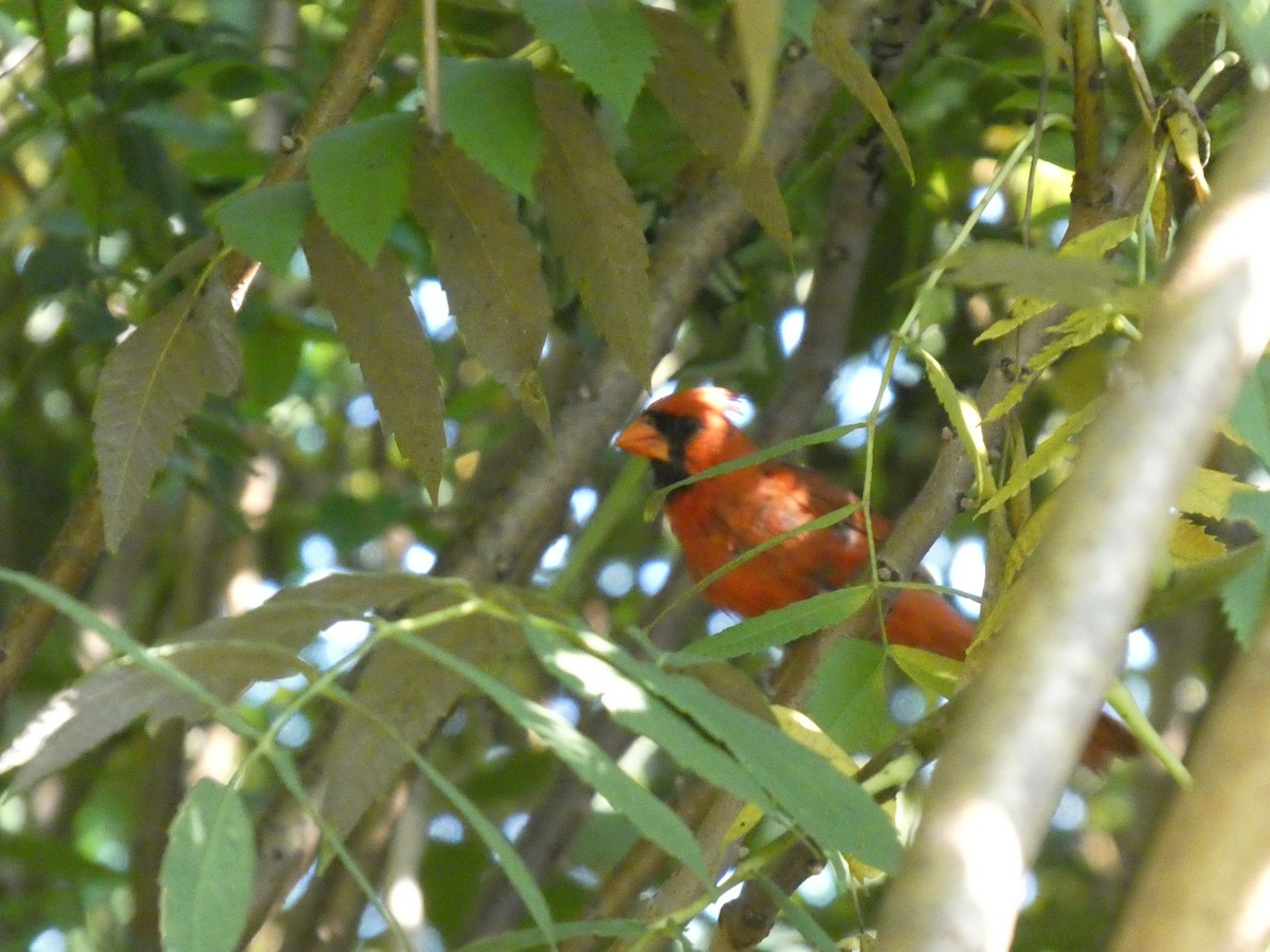 Northern Cardinal - ML640120658