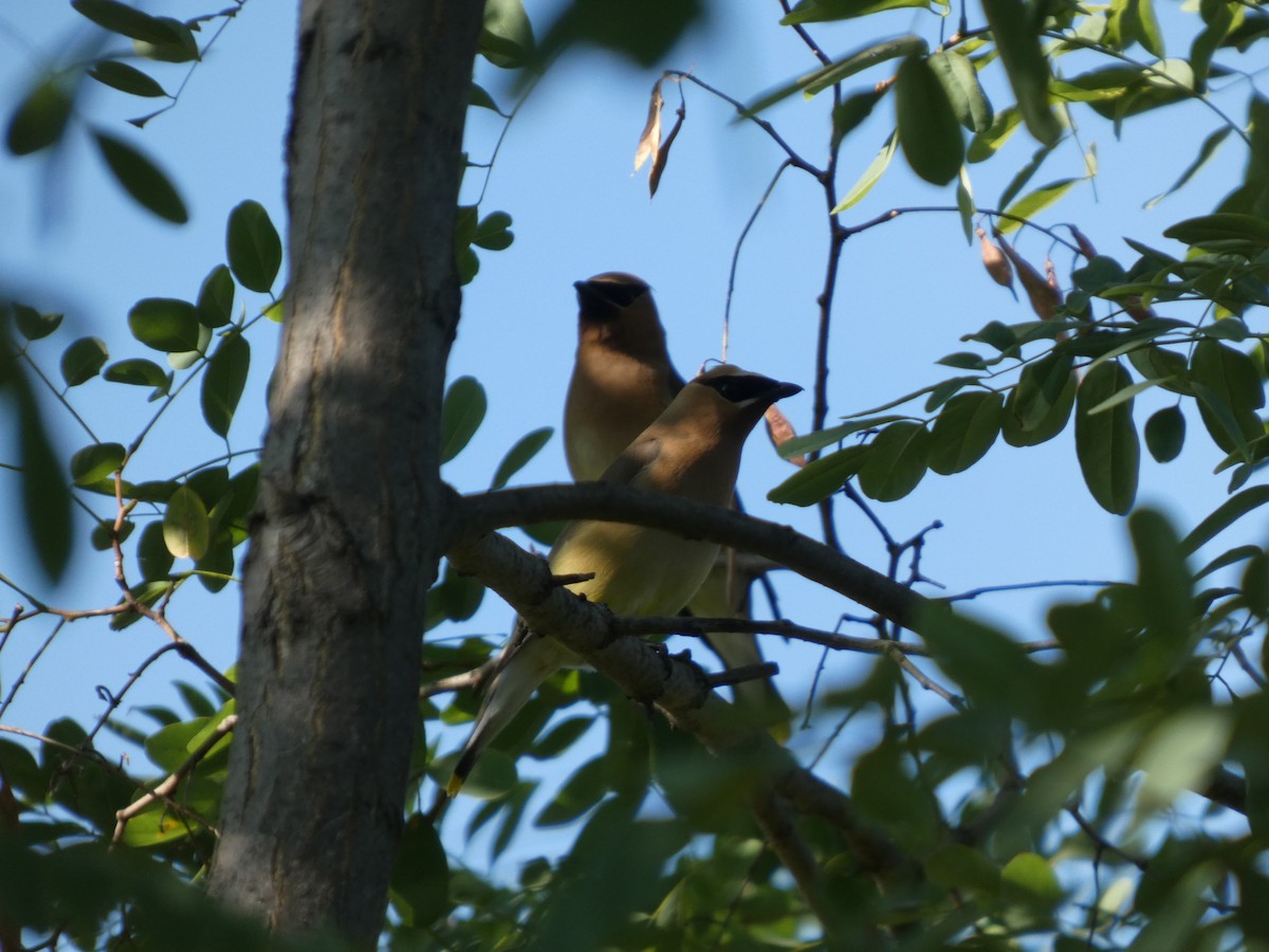 Cedar Waxwing - ML640120686