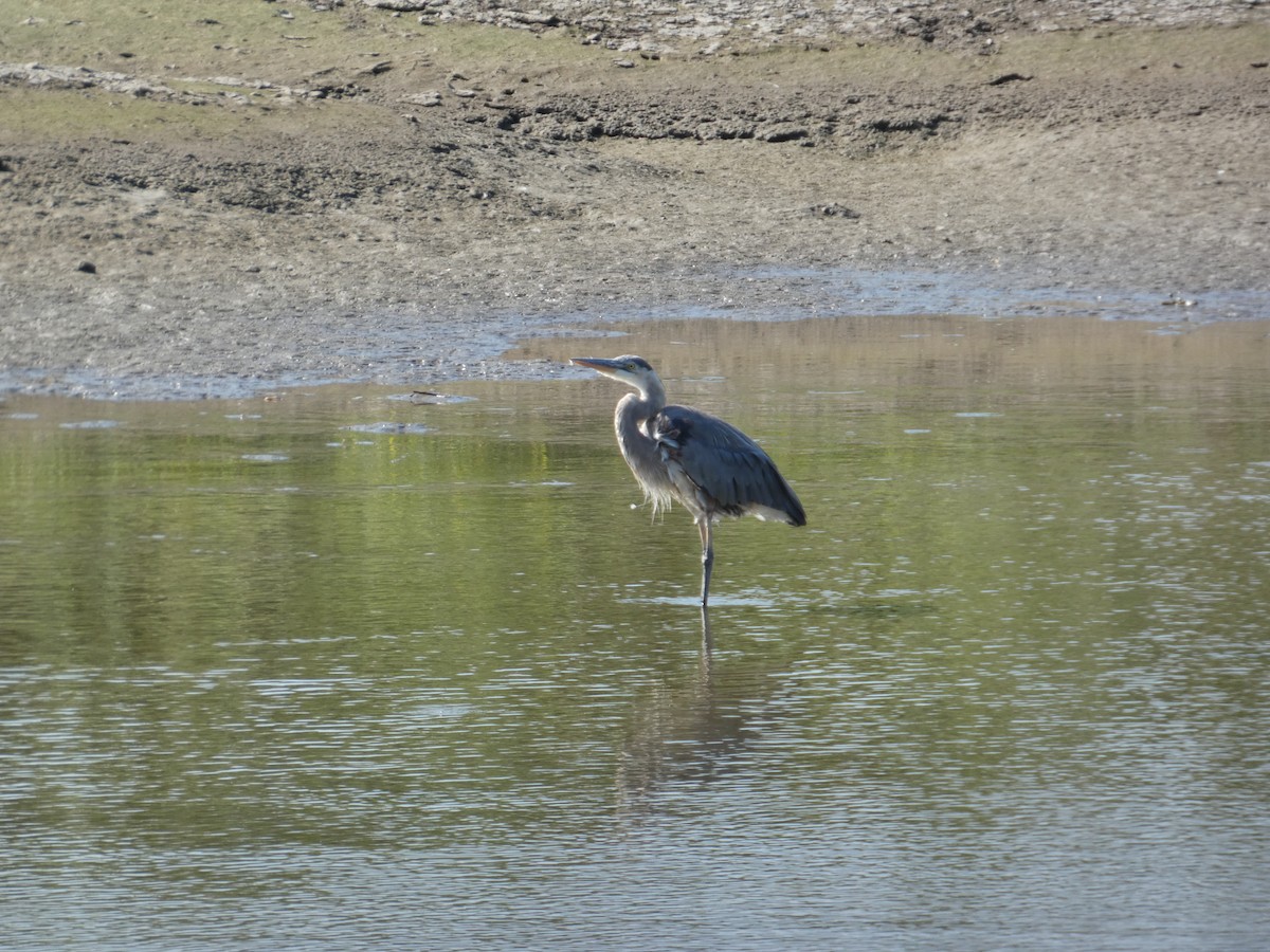 Great Blue Heron - ML640120690