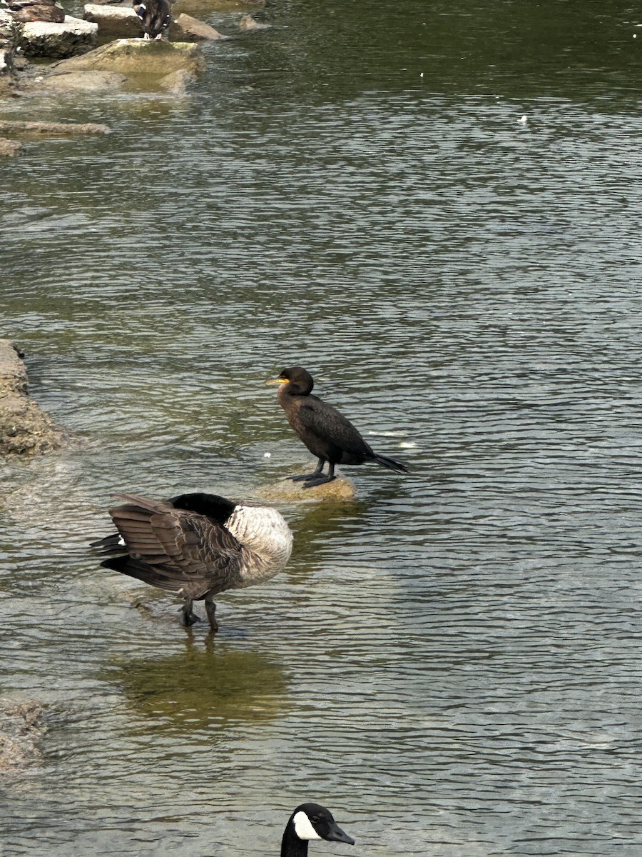 Canada Goose - ML640120736