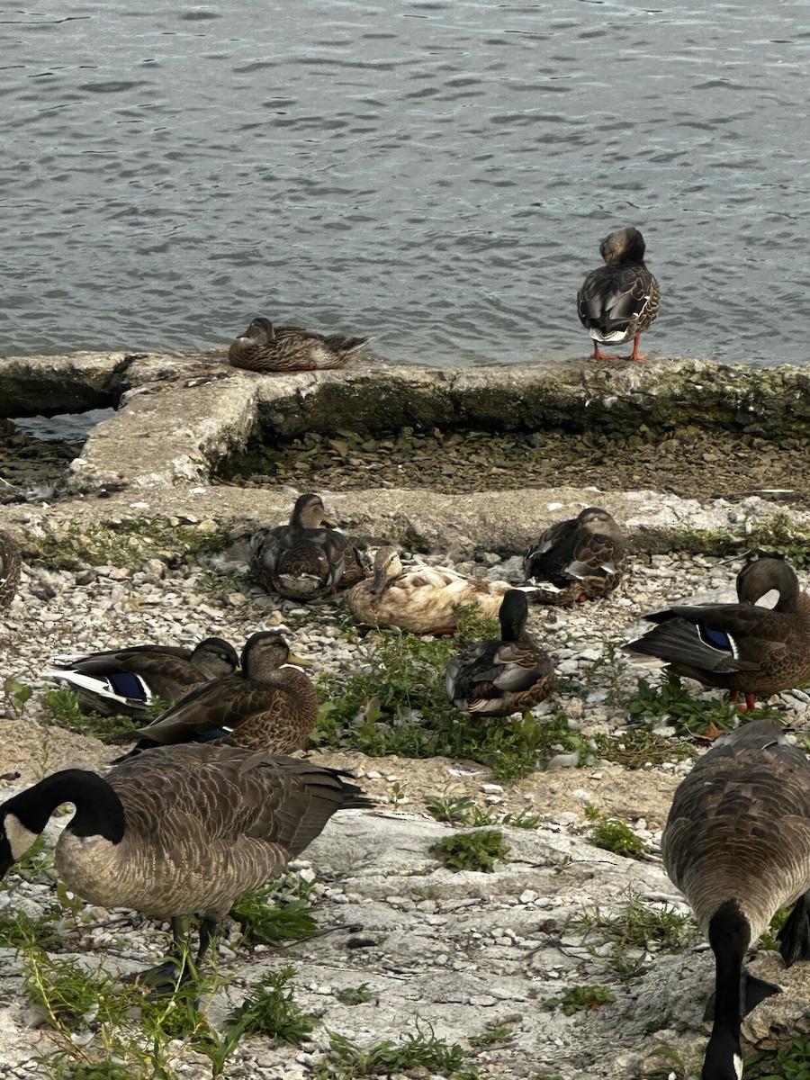 Canada Goose - ML640120737
