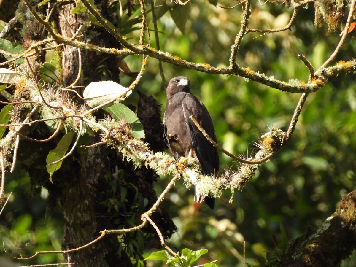 Variable Hawk - ML640120745