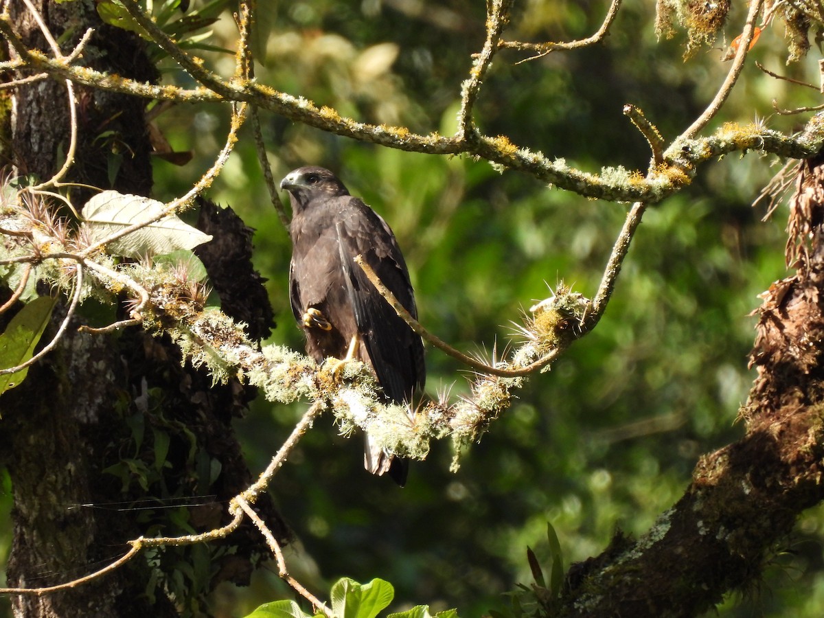 Variable Hawk - ML640120746