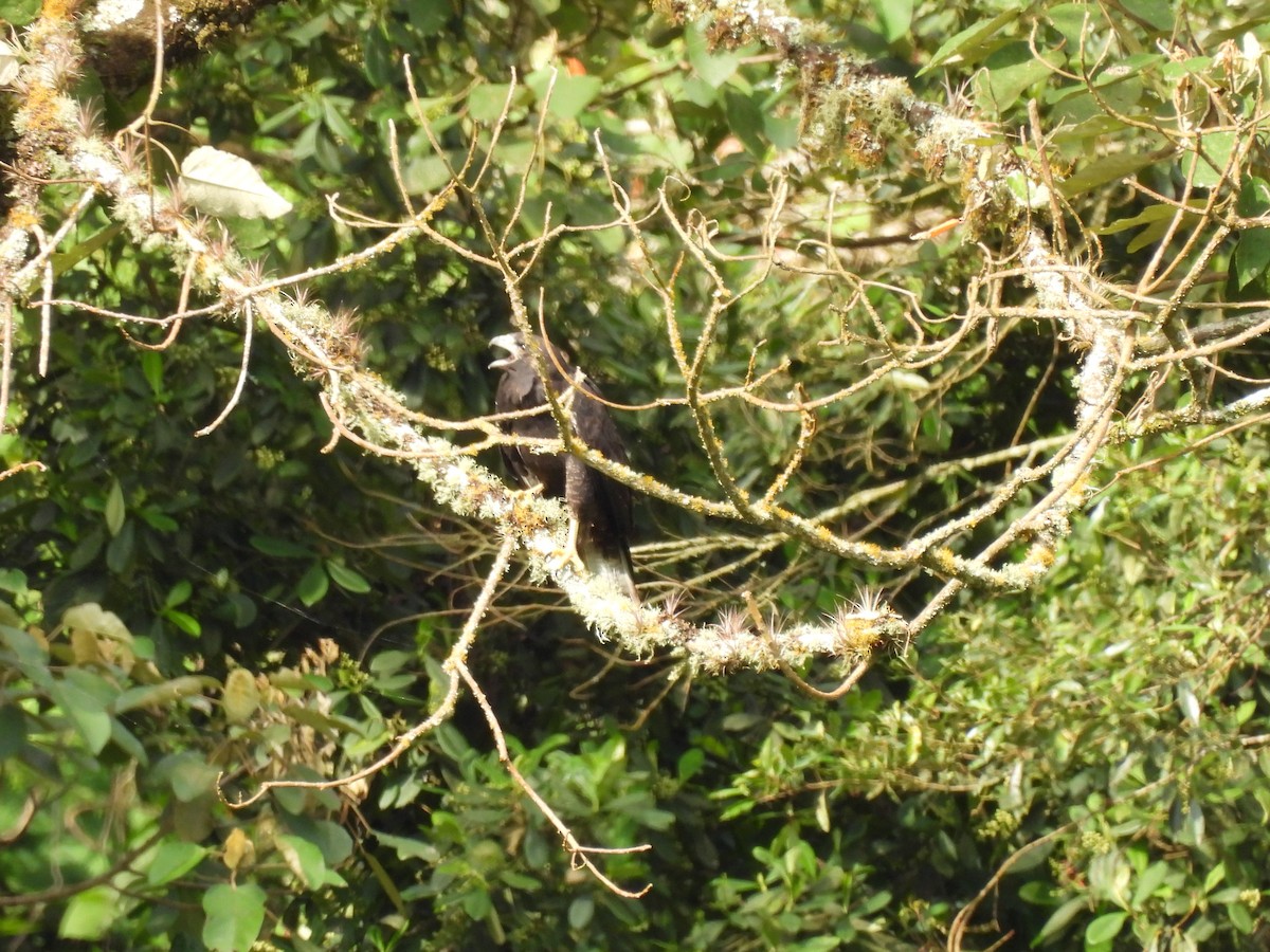 Variable Hawk - ML640120747