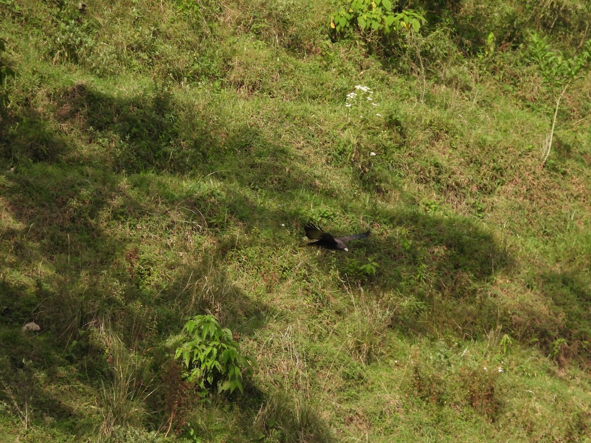 Variable Hawk - ML640120748