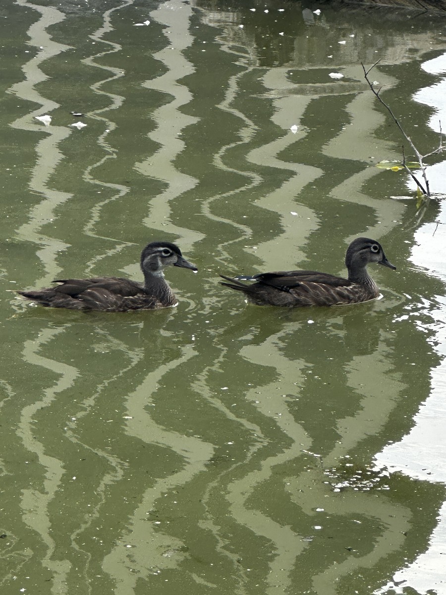 Wood Duck - ML640120753