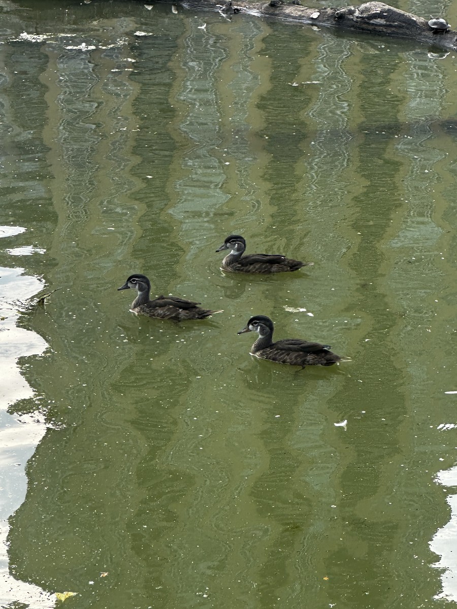 Wood Duck - ML640120754