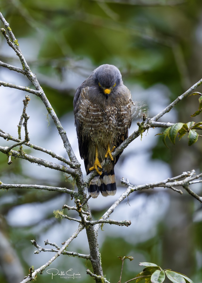Roadside Hawk - ML640120761