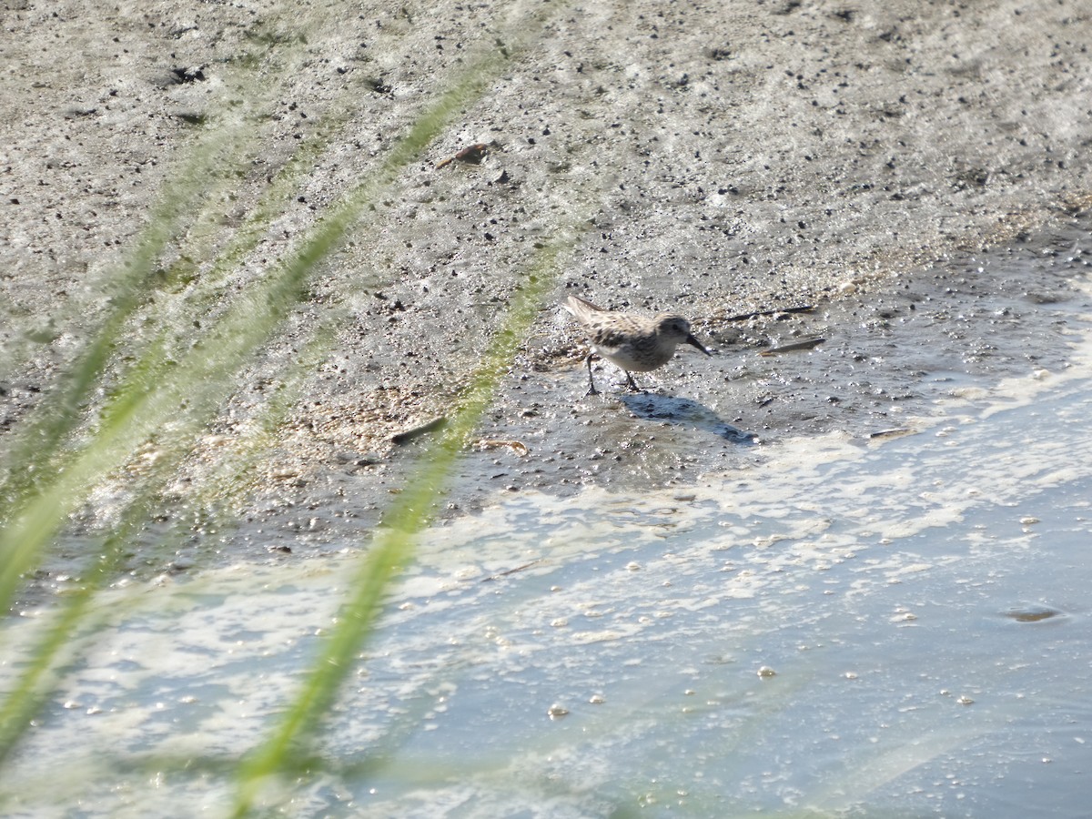 Least Sandpiper - ML640120764