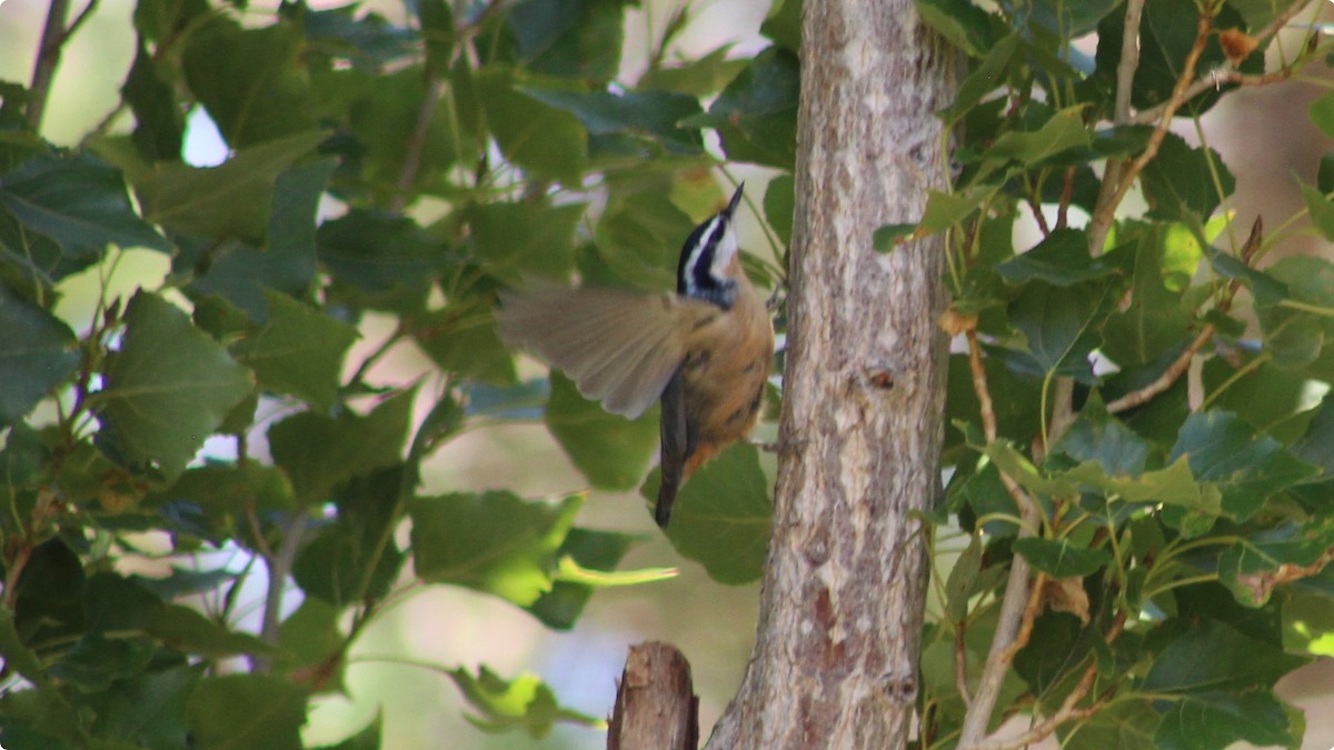 Red-breasted Nuthatch - ML640120774