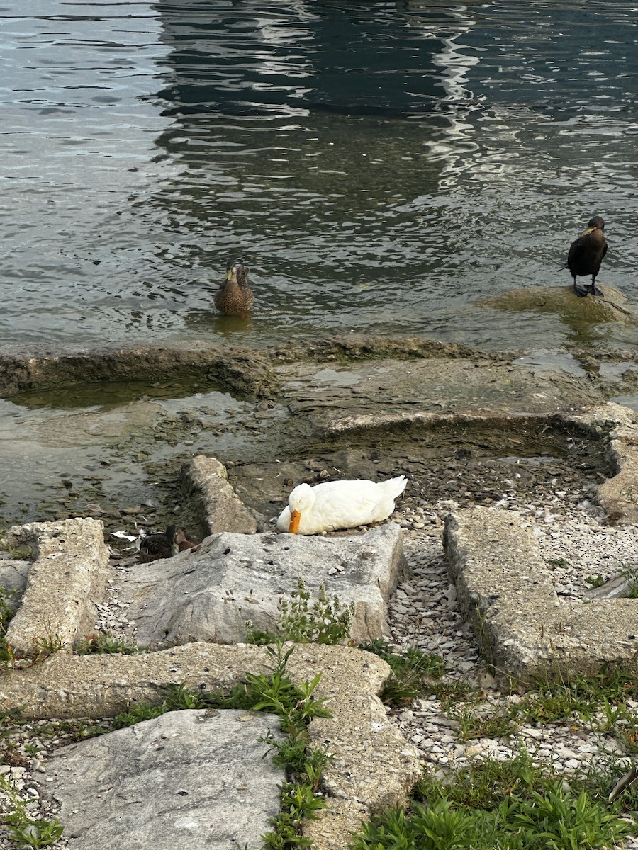 Mallard (Domestic type) - ML640120778