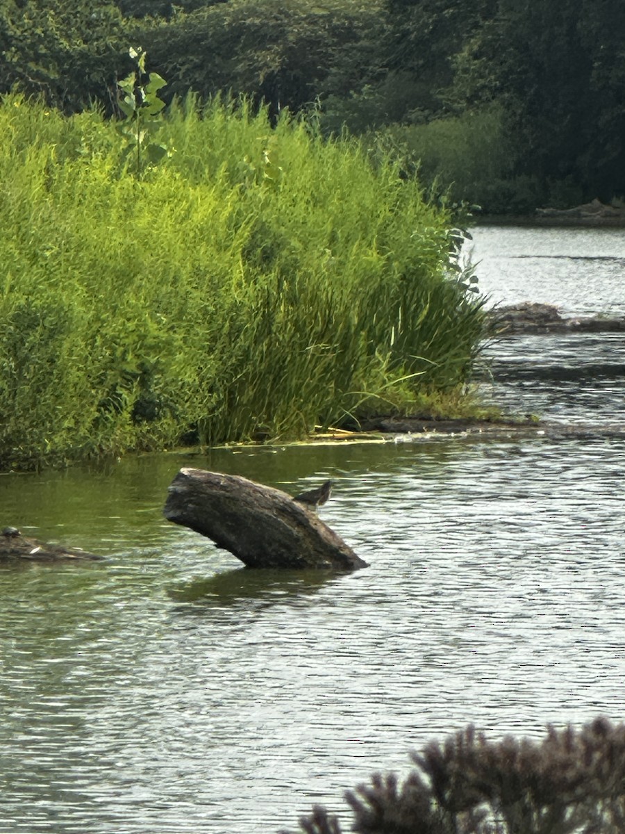 Green Heron - ML640120781