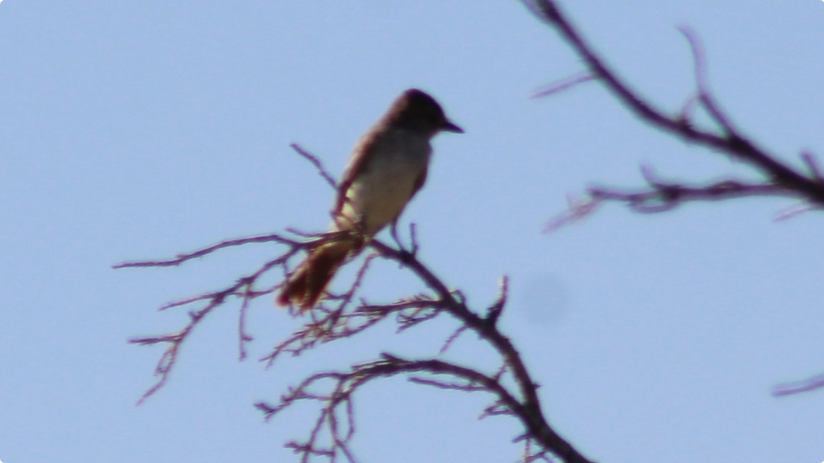 Myiarchus sp. - ML640120790