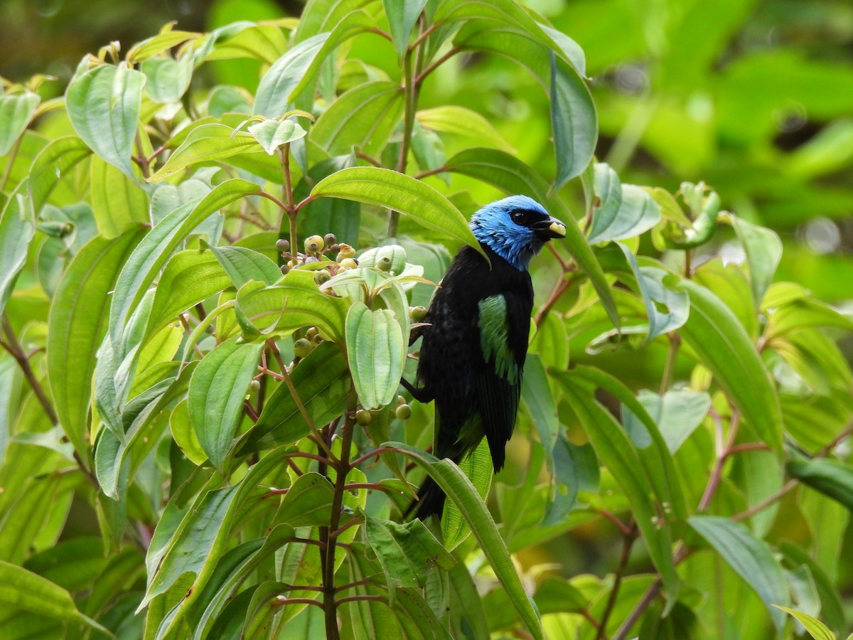 Blue-necked Tanager - ML640120814