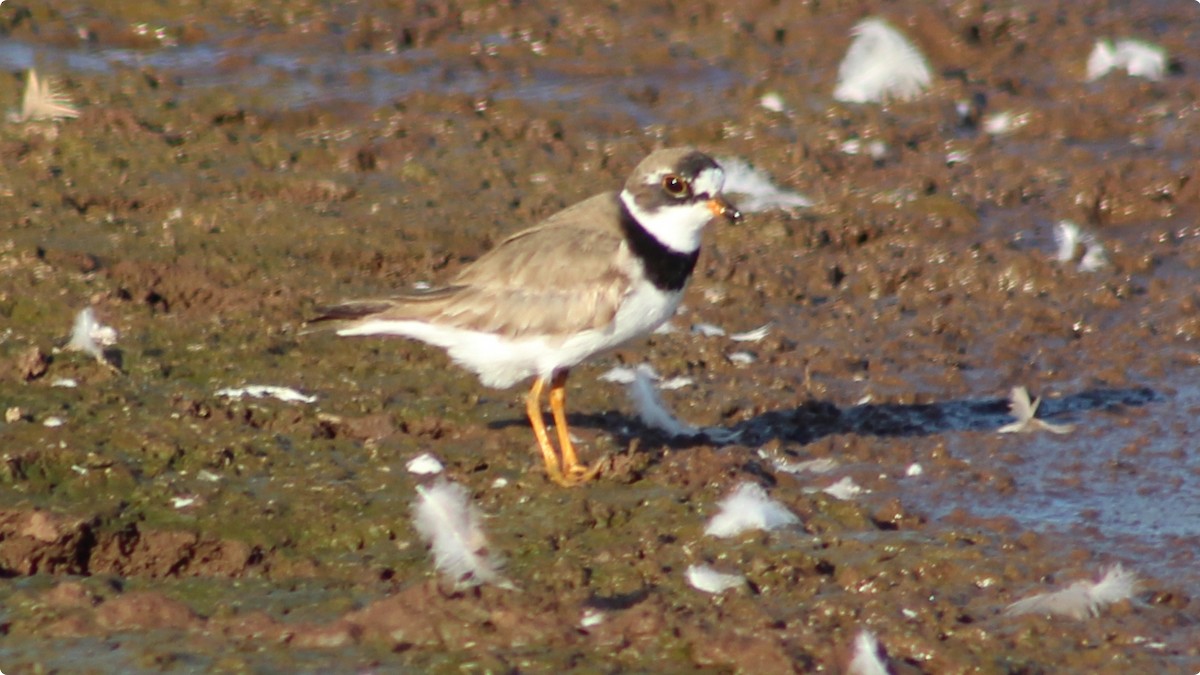 Semipalmated Plover - ML640120824
