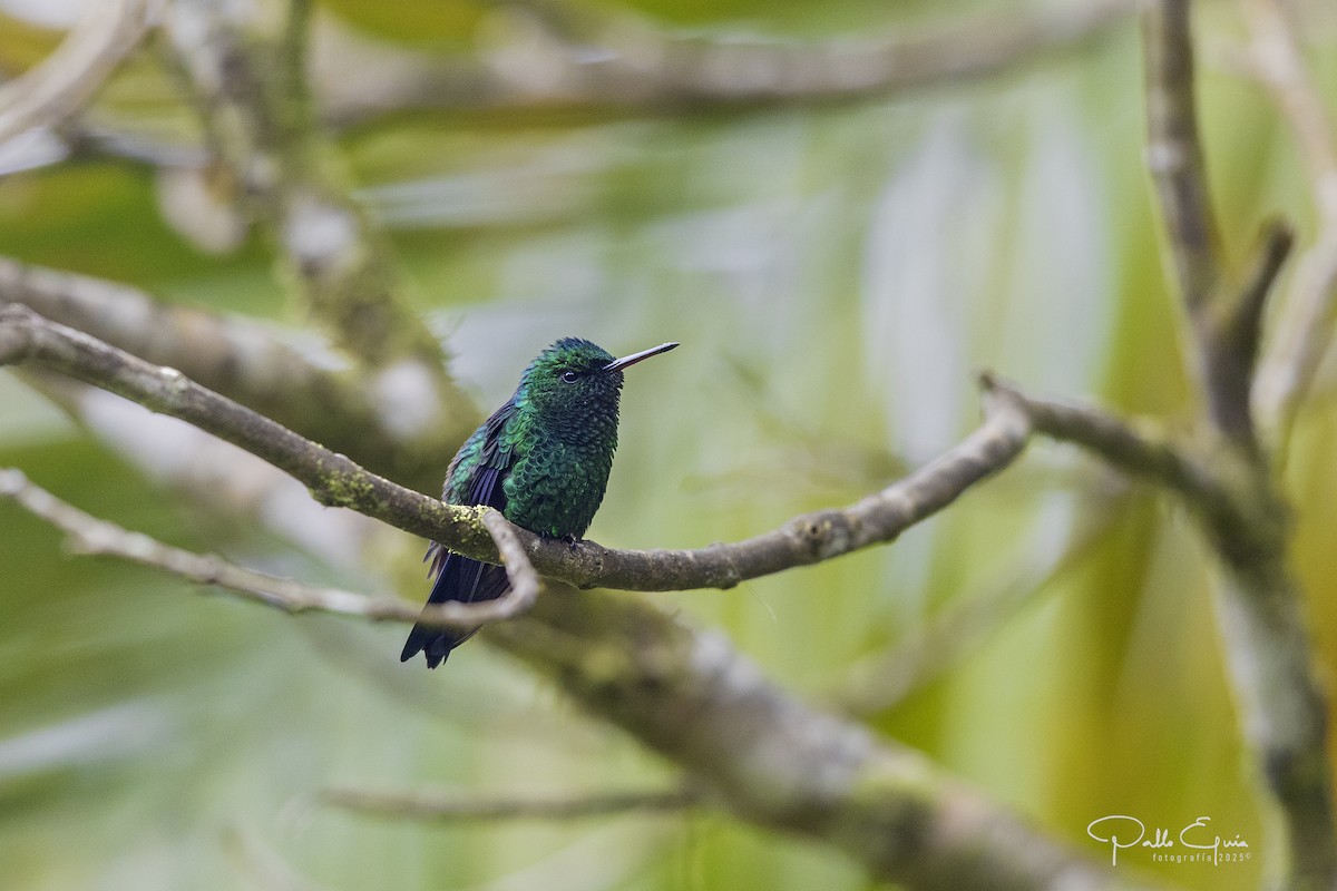 Western Emerald - ML640120842