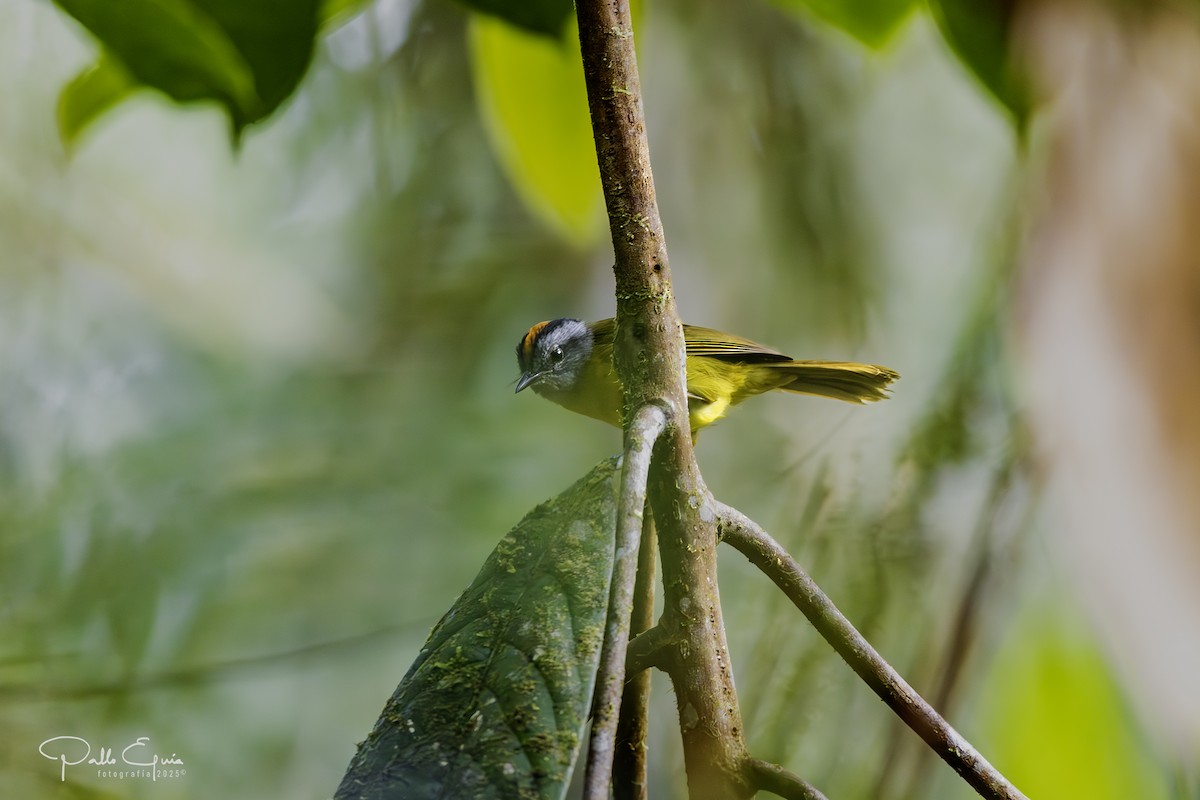 Russet-crowned Warbler - ML640120849