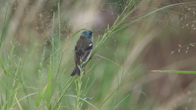 Lazuli Bunting - ML640120869