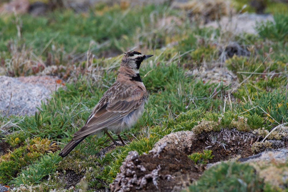 Horned Lark - ML640120884