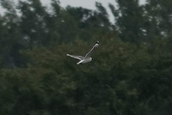 Franklin's Gull - ML640120927