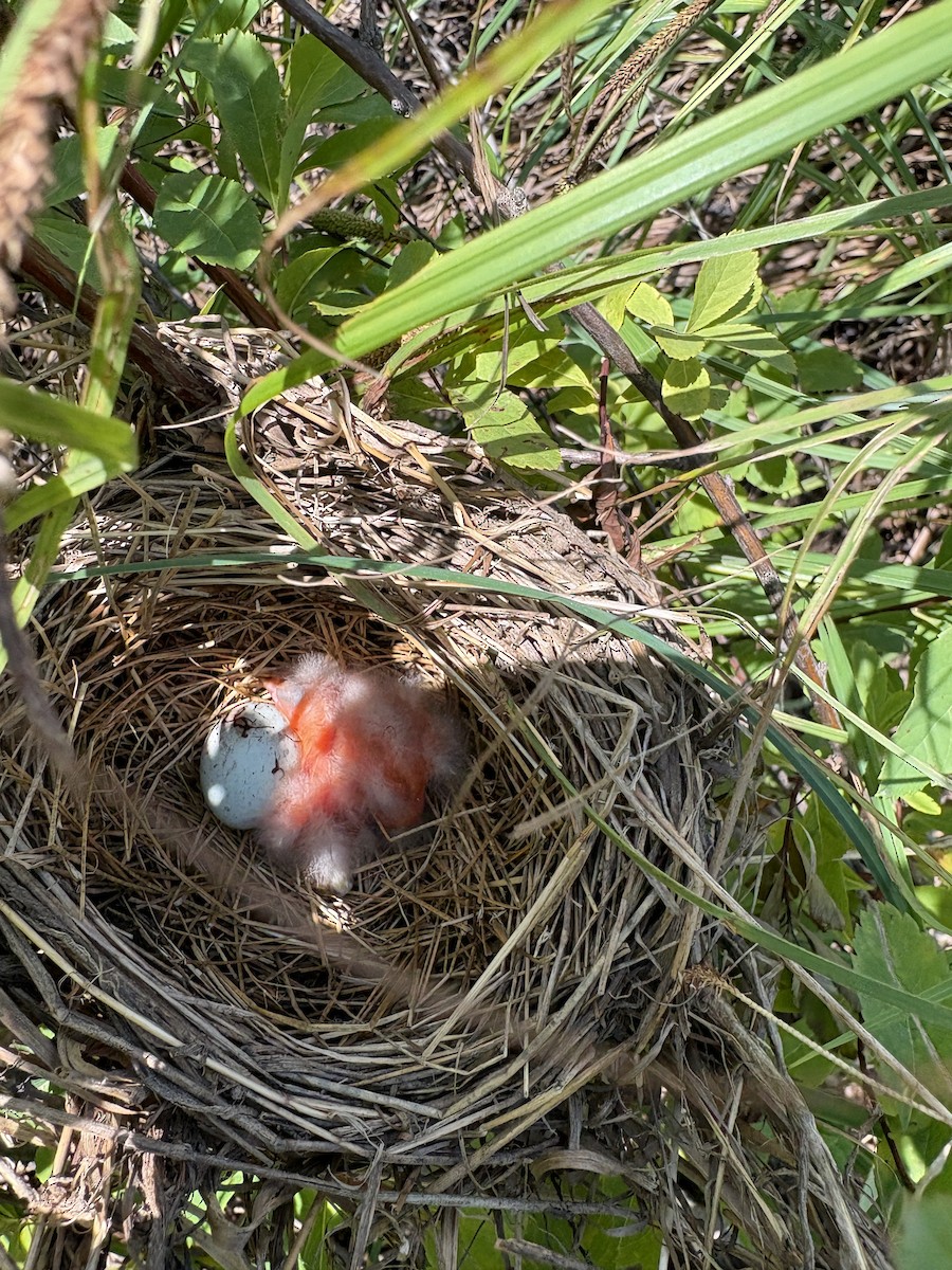 Red-winged Blackbird - ML640120931