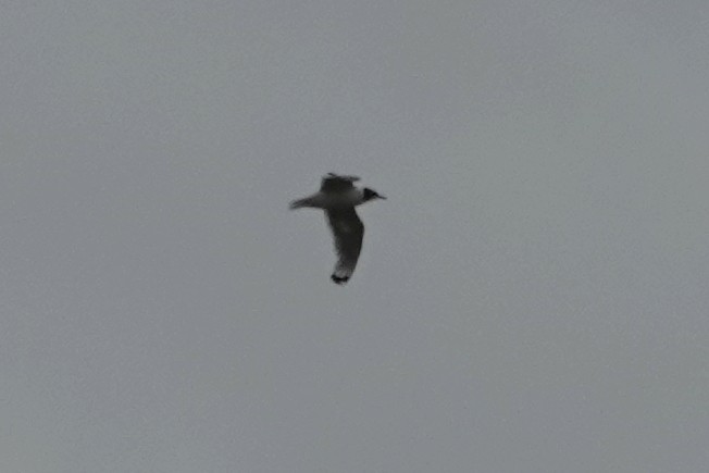 Franklin's Gull - ML640120933