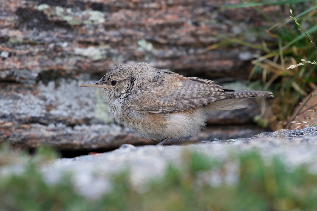 Rock Wren - ML640120943