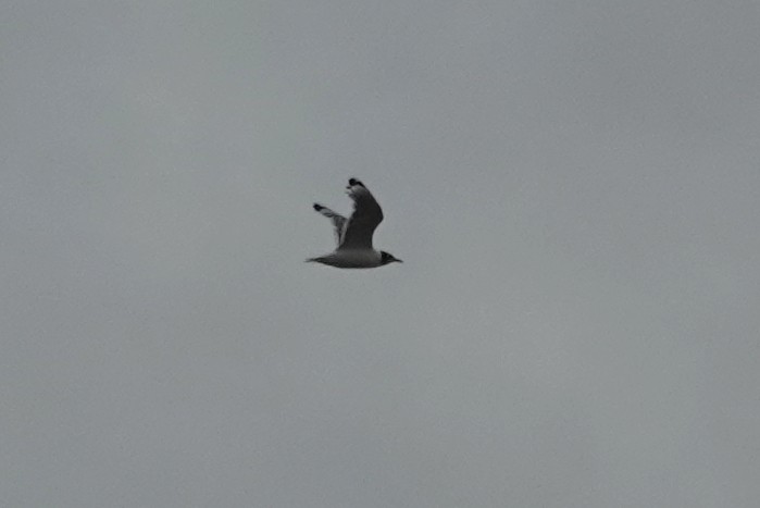 Franklin's Gull - ML640120944