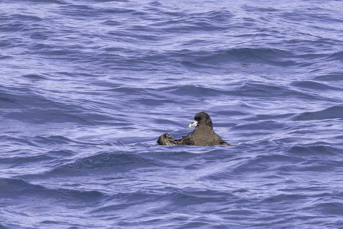 White-chinned Petrel - ML640120963