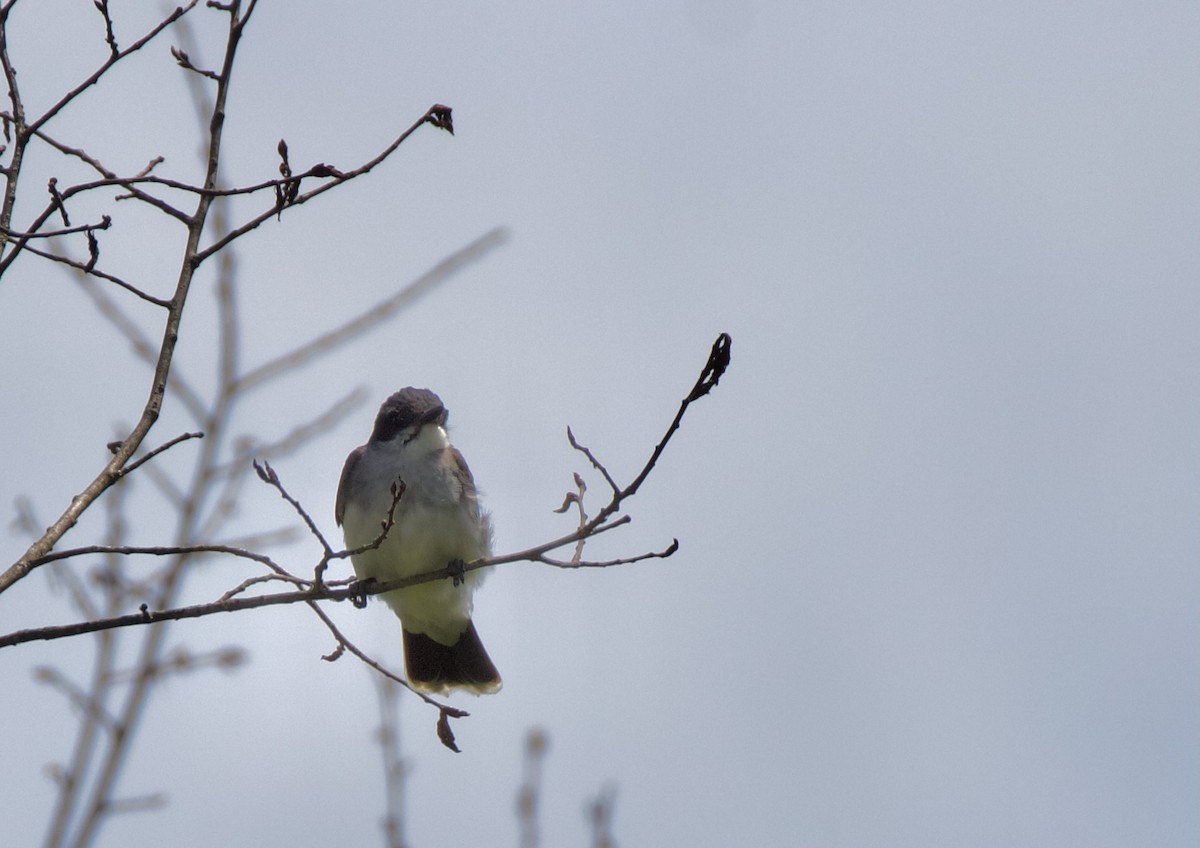 Eastern Kingbird - ML640120975