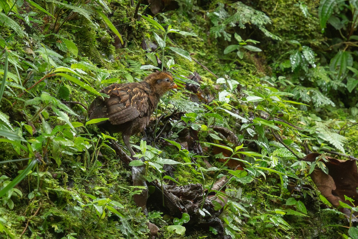 Black-breasted Wood-Quail - ML640120992