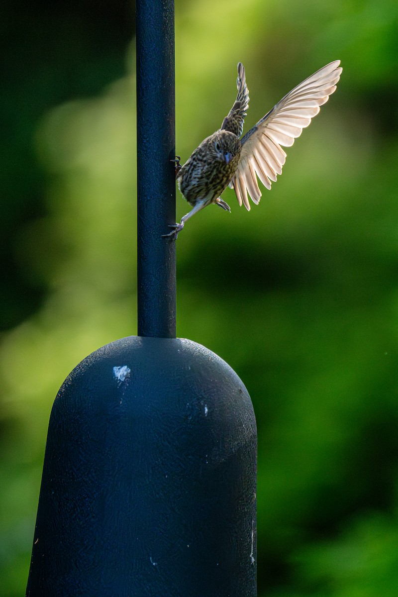 House Finch - ML640120993