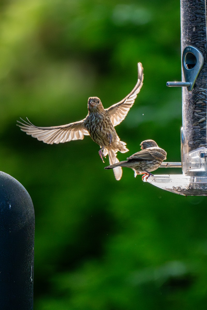 House Finch - ML640120994