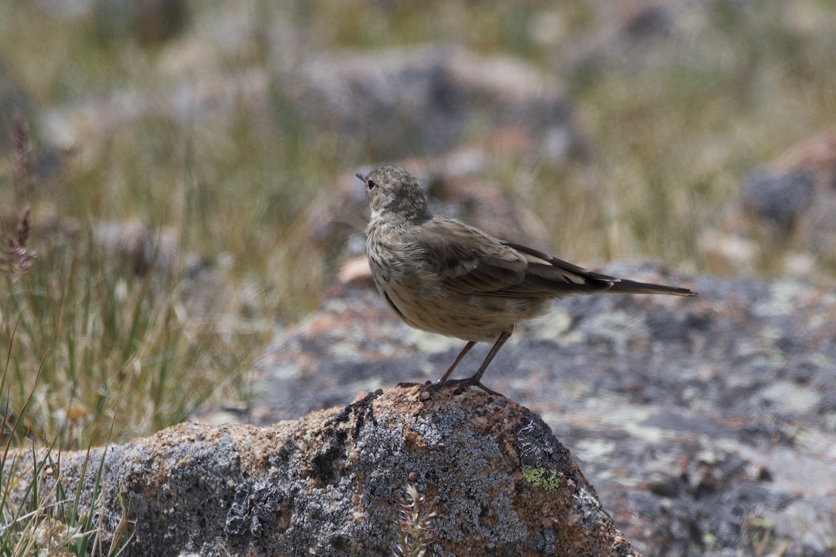 American Pipit - ML640121002