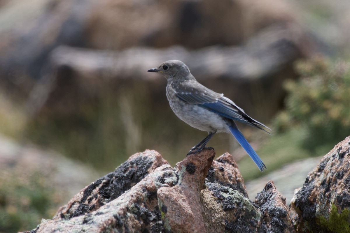 Mountain Bluebird - ML640121011