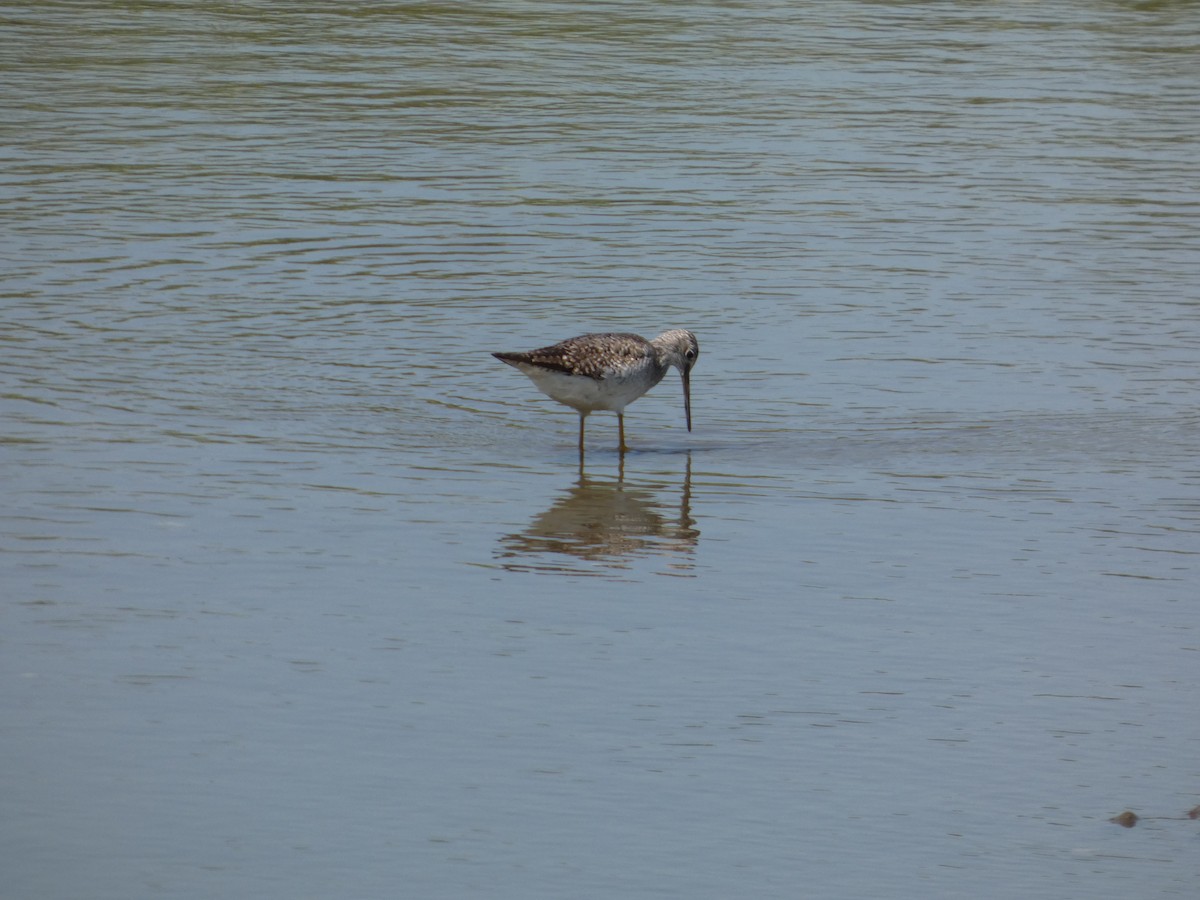 Greater Yellowlegs - ML640121030