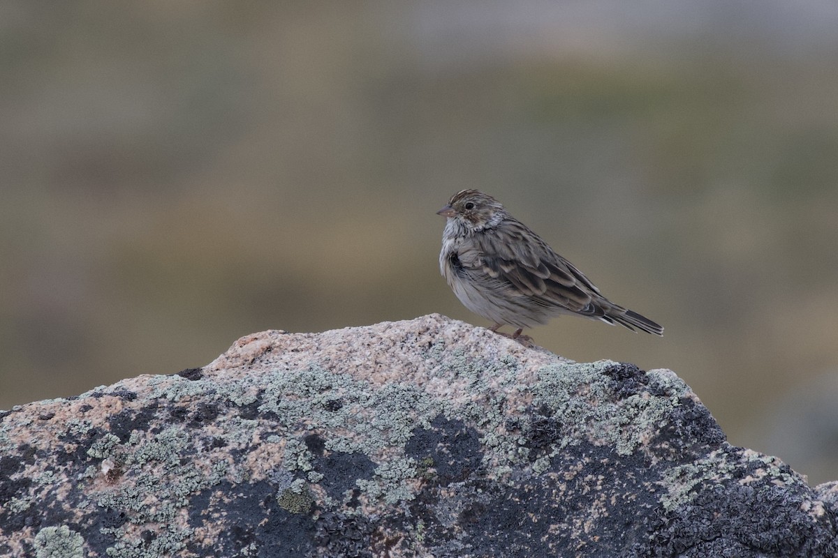Vesper Sparrow - ML640121033
