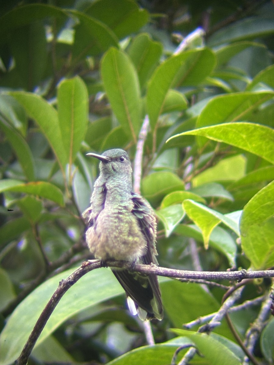Scaly-breasted Hummingbird - ML640121036
