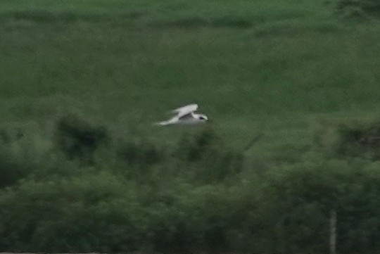 Forster's Tern - ML640121047