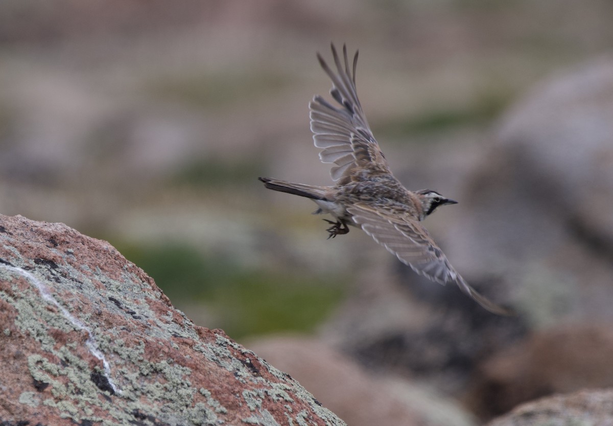 Horned Lark - ML640121049