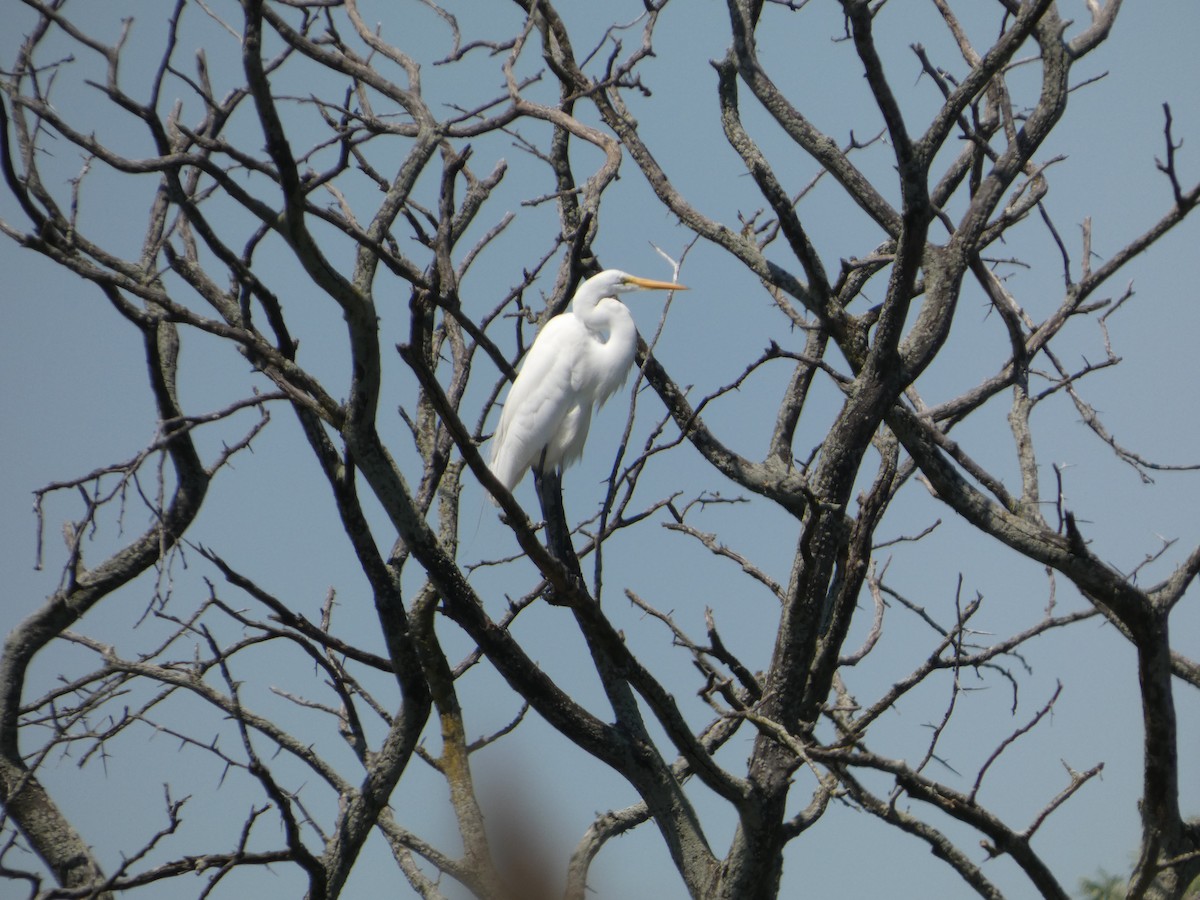 Great Egret - ML640121051